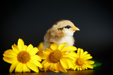 little chick with daisies