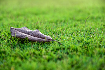 Crisp leaf come off alone in the lawn.