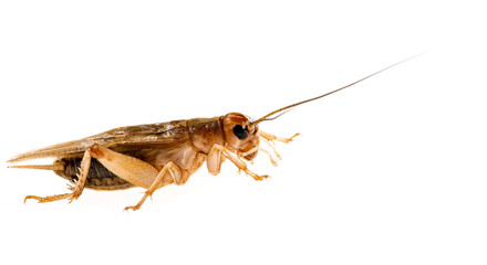 cricket - Gryllus assimilis - feeding insects