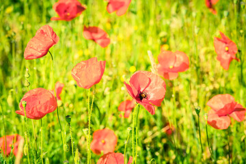 Red poppies in a summer meadow on sunny day