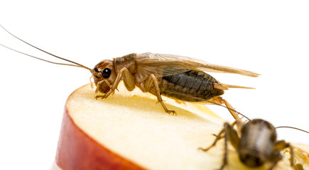 cricket - Gryllus assimilis - feeding insects