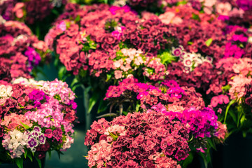 Obraz premium Beautiful carnation flowers at an european market
