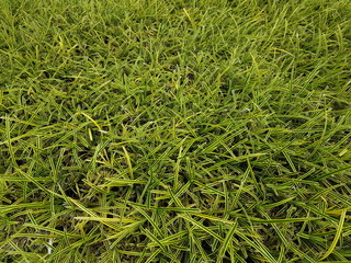 Full frame of thin green leaves plant background