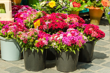 Fototapeta na wymiar Beautiful carnation flowers at an european market