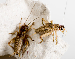 cricket - Gryllus assimilis - feeding insects