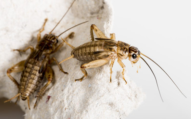 cricket - Gryllus assimilis - feeding insects
