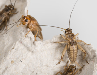 cricket - Gryllus assimilis - feeding insects