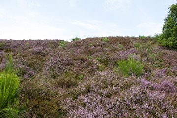 Moorland