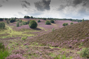 Moorland