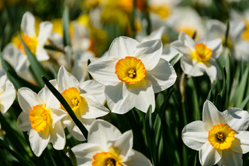 Fototapeta premium Smiling for the Camera