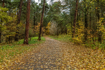 Trail in  forest