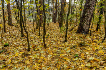 When the leaves are falling