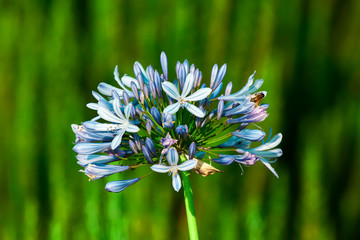 blue flowers - 128775192