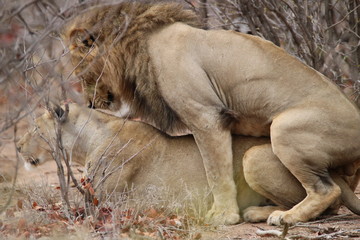 Paarung