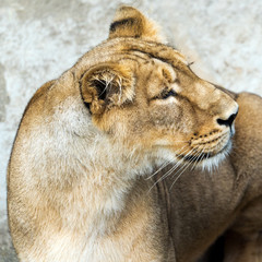 Lioness (female lion)