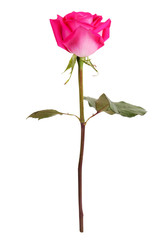 Blooming pink rose on a white background