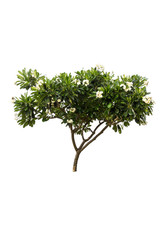 A big tree isolated on white background