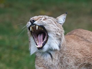 Eurasian lynx (Lynx lynx)