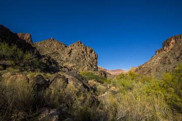 Grand canyon valley with plants