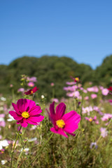 Fully Bloomed Colorful Cosmos on Mountain Landscape in October