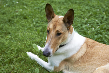 Naklejka na ściany i meble Male pure breed golden smooth (short haired) collie lying on the grass