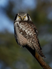 Northern hawk-owl (Surnia ulula)