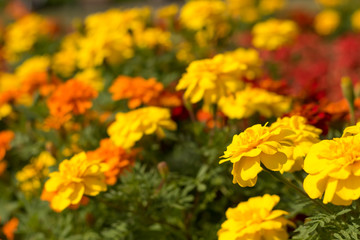 Fully Bloomed Colorful Marigold at Garden in October