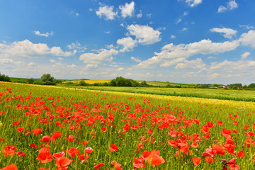 Fototapeta na wymiar Poppy field in summer countryside