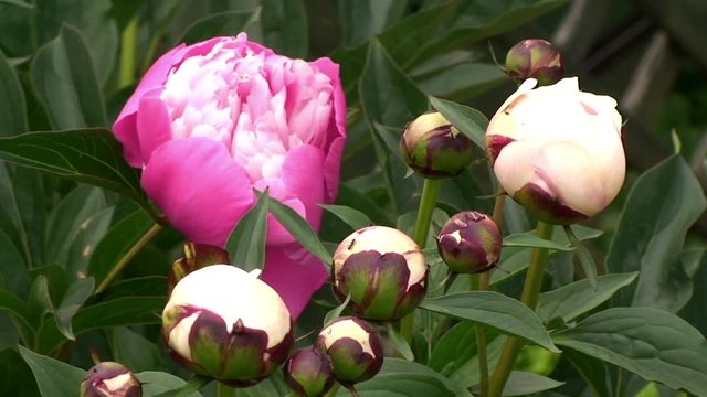 Ein halb ge&ouml;ffnete Pfingstrosenbl&uuml;te umgeben von Knospen bewegt sich im Wind