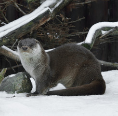 Eurasian otter (Lutra lutra) in winter