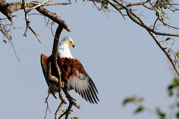 African fish eagle drying its wings