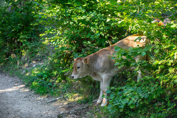 The pasture in the mountains. Cows are passing the road in mountains.