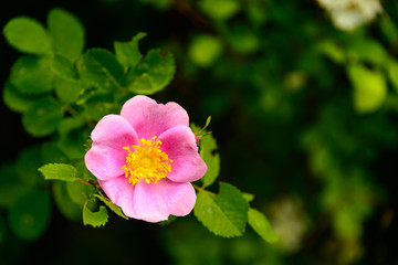 Simple Wild Rose