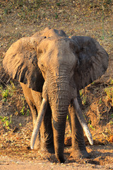Elephant bull with large tusks