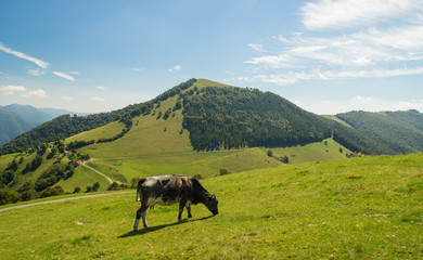 The pasture in the mountains. Cows grazing on the hills. Italy.