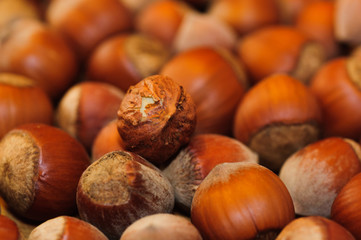 Hazelnut close-up

