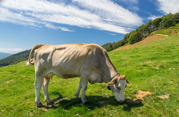 Fototapeta na wymiar The pasture in the mountains. Cows grazing on the hills. Italy.