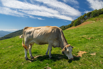 Fototapeta premium The pasture in the mountains. Cows grazing on the hills. Italy.