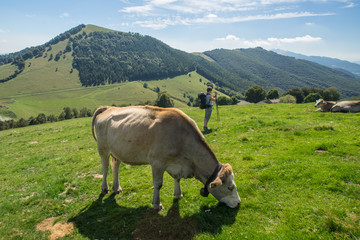 The pasture in the mountains. Cows grazing on the hills. Italy.