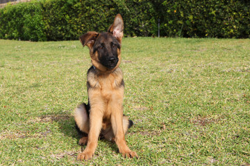 Cute smart puppy of german shepherd is sitting on the green grass during its training.