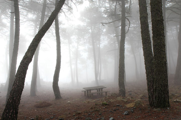 Enchanted foggy grey forest with wooden table and bench at the mountains, Andalusia, Spain