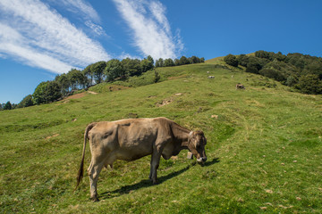 The pasture in the mountains. Cows grazing on the hills. Italy.