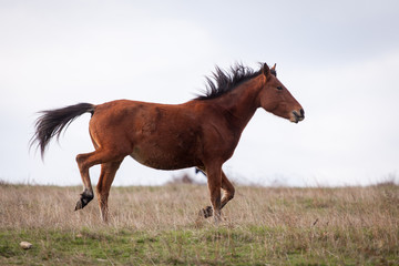 Fototapeta premium free brown horse trotting at the field