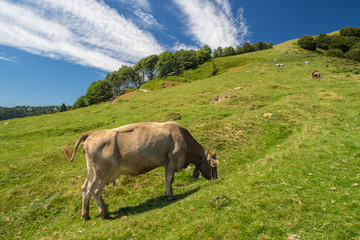 Fototapeta premium The pasture in the mountains. Cows grazing on the hills. Italy.