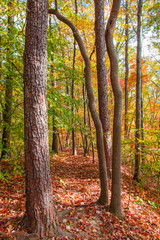 Autumn forest.