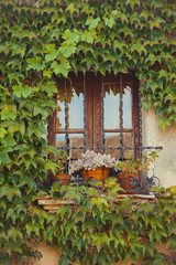 The window decorated with wild vine