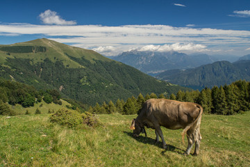 Naklejka premium The pasture in the mountains. Cows grazing on the hills. Italy.