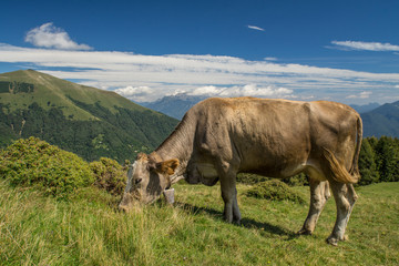 The pasture in the mountains. Cows grazing on the hills. Italy.