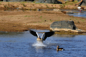 Egyptian goose landing in the water