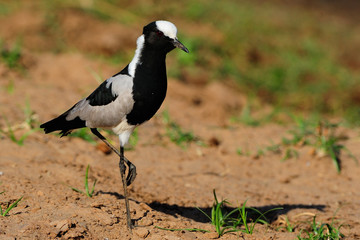 Blacksmith lapwing